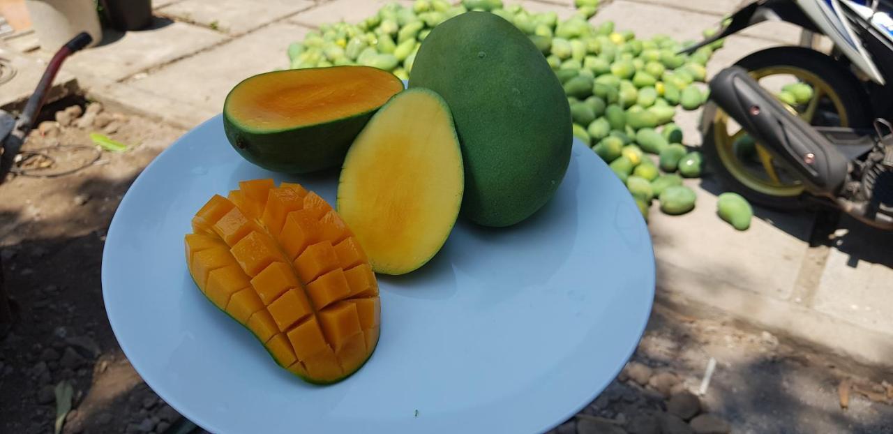 Mango Tree Gasthof Pemuteran